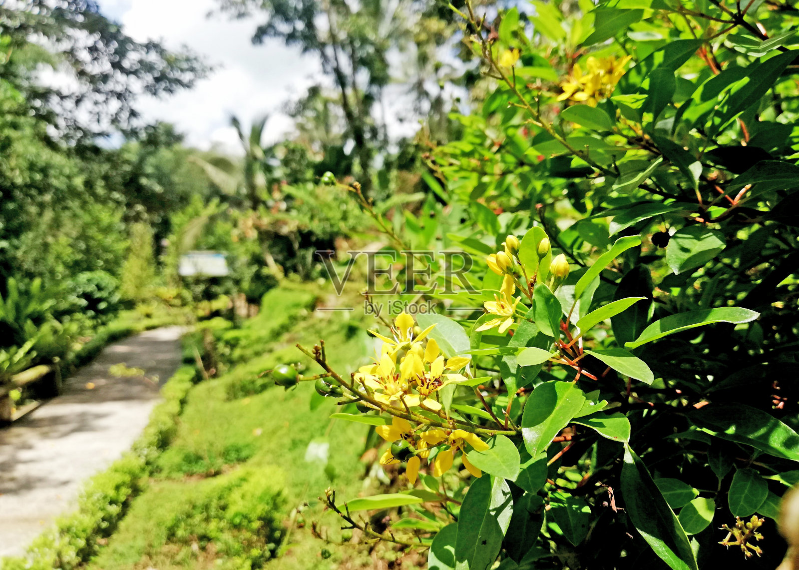 一群群的小黄花,在阳光灿烂的日子里生长照片摄影图片