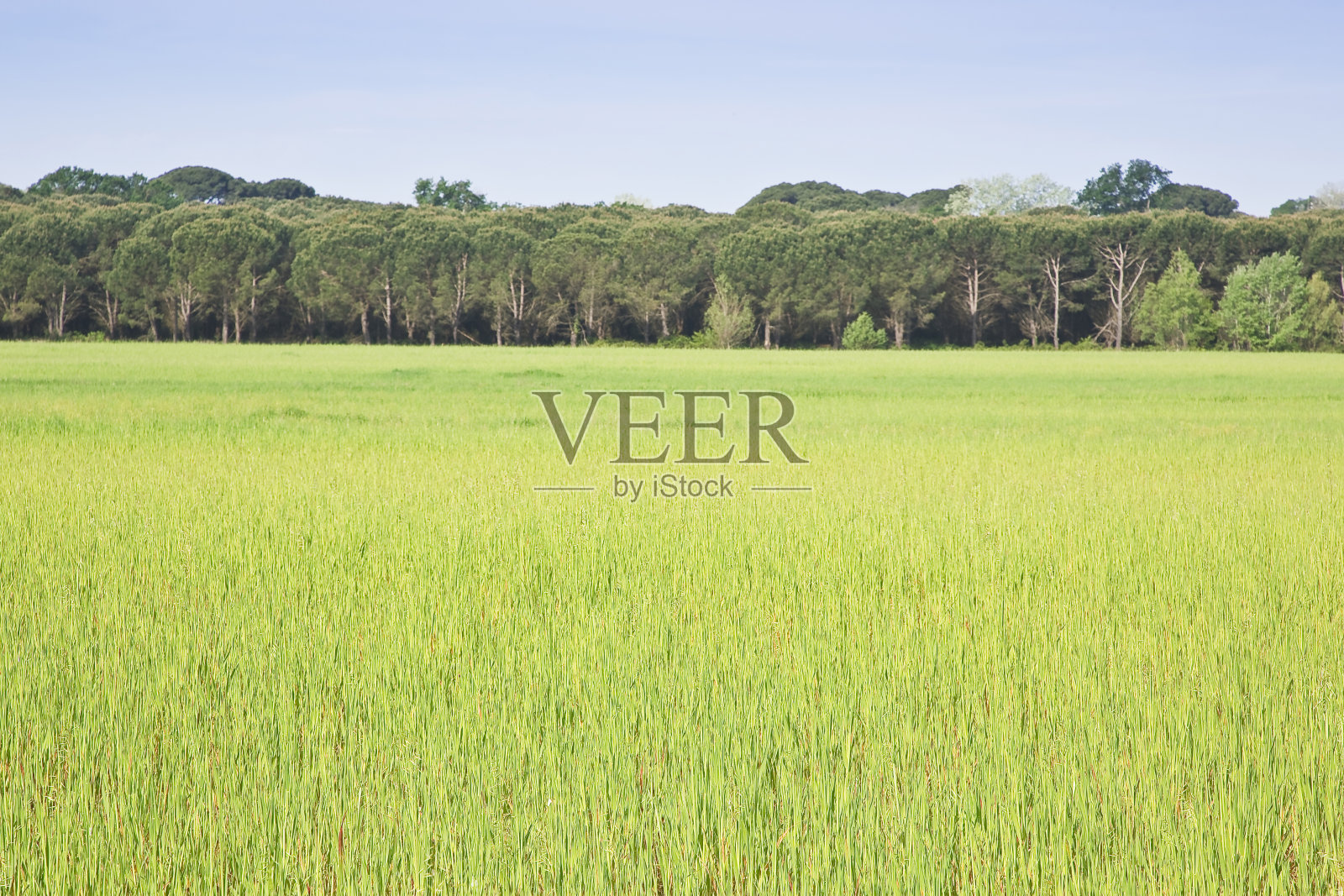 待售的未开垦农业用地。地块管理。可用于建筑建设或农业用途的野生空地的房地产概念照片摄影图片