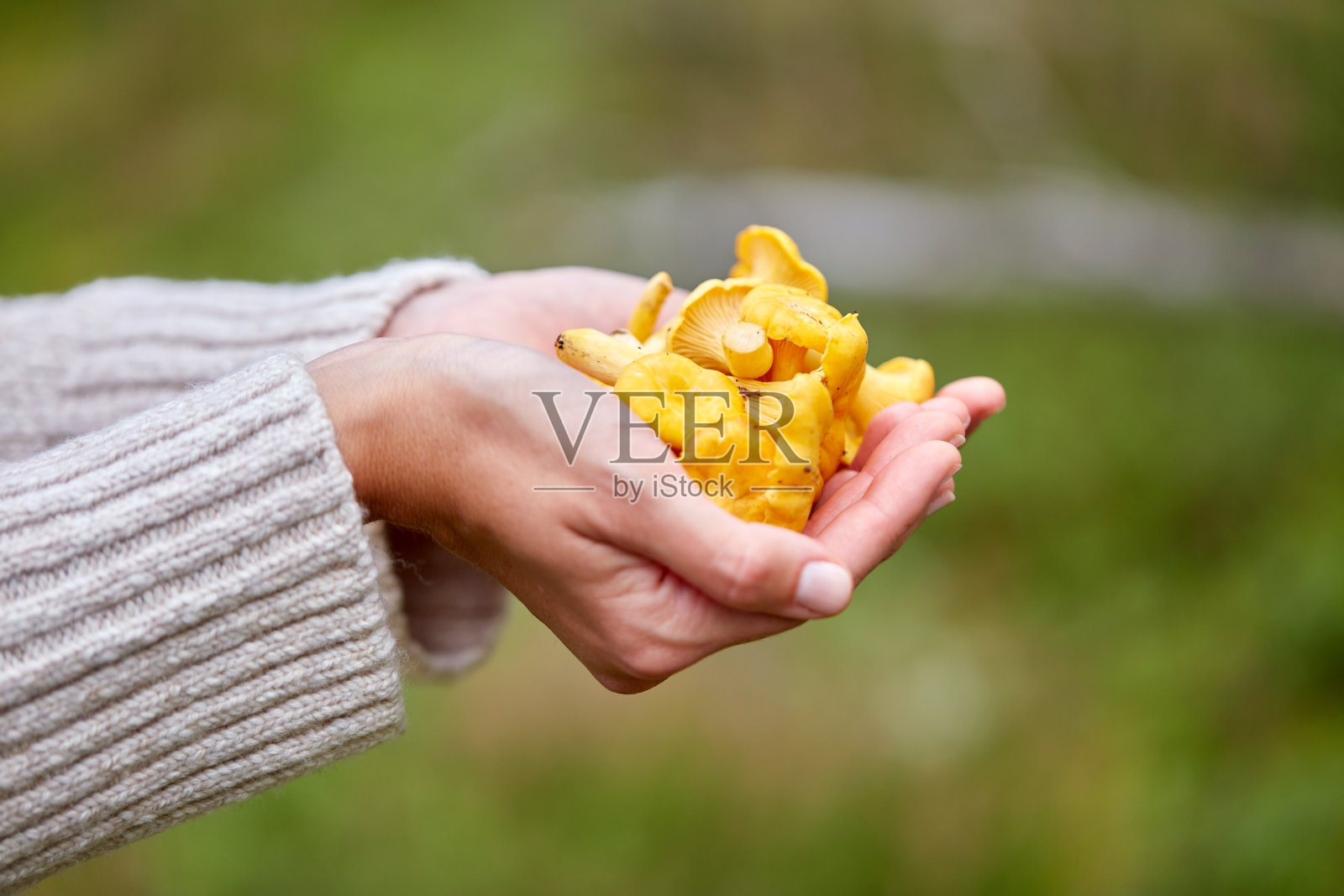 拿着鸡油菌蘑菇的女人的特写照片摄影图片