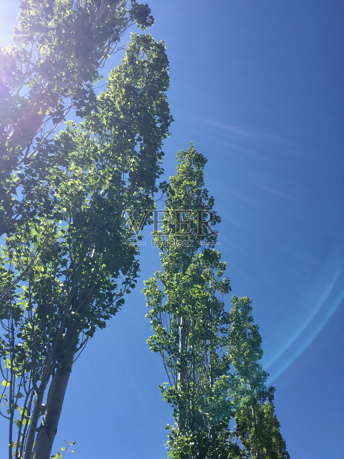 杨树与阳光和天空照片摄影图片