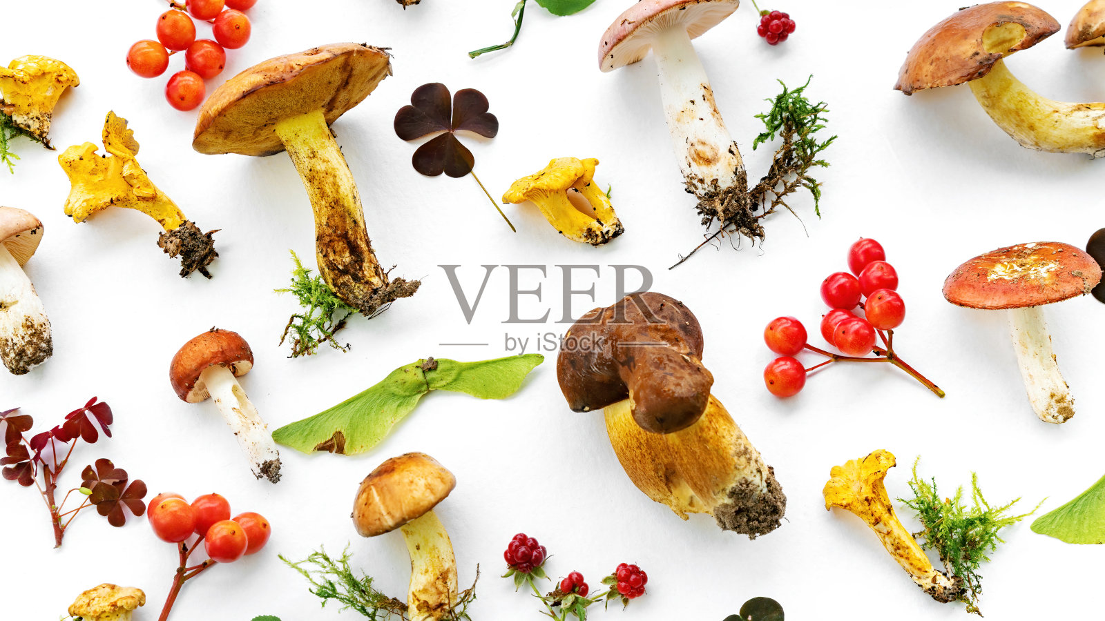 森林蘑菇的背景与复制空间。白色底色的对角线上是一组漂亮的明亮的可食用蘑菇。秋天森林里的蘑菇的季节性收获。蘑菇原料。照片摄影图片