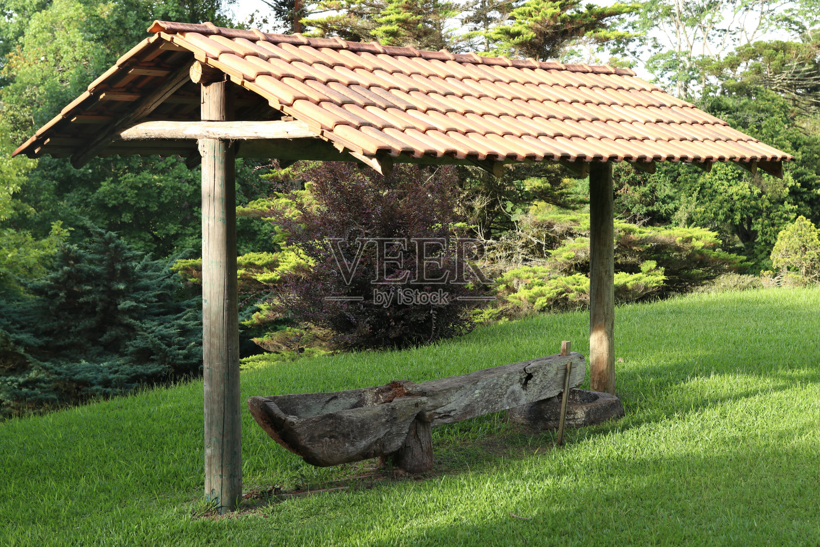 植物园里美丽的自然景象。照片摄影图片