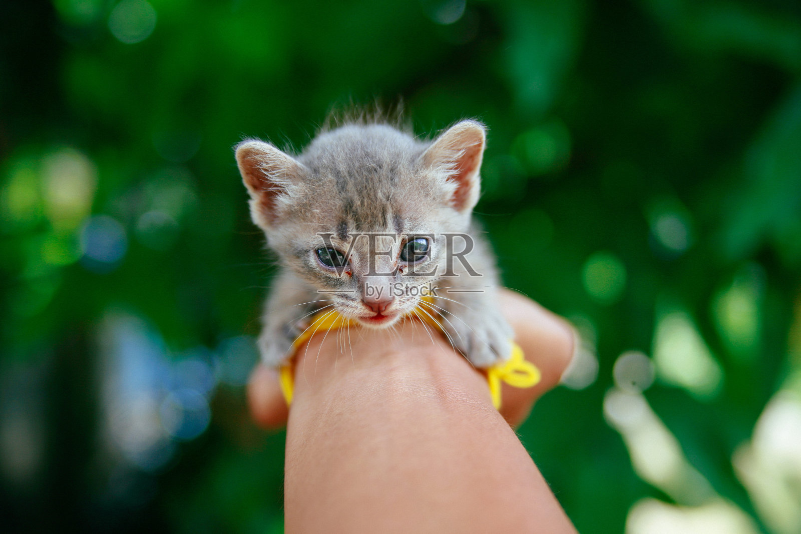 无家可归的猫照片摄影图片