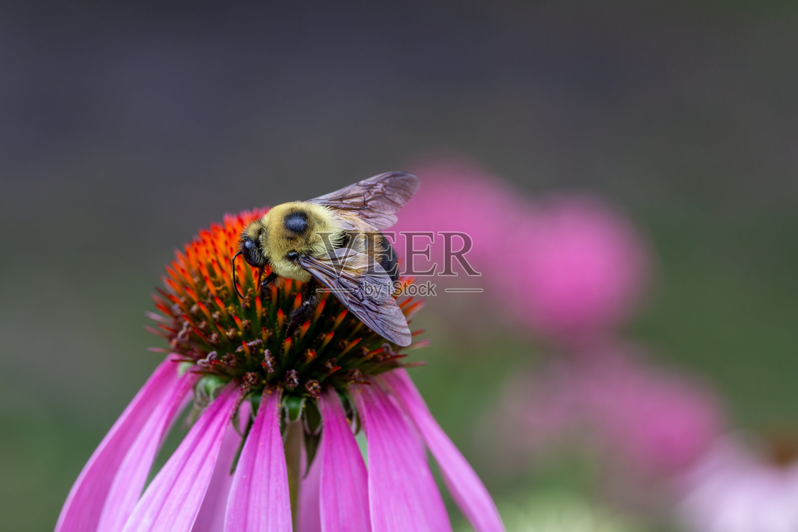 黄色的大黄蜂正在吃紫色的圆锥花植物照片摄影图片