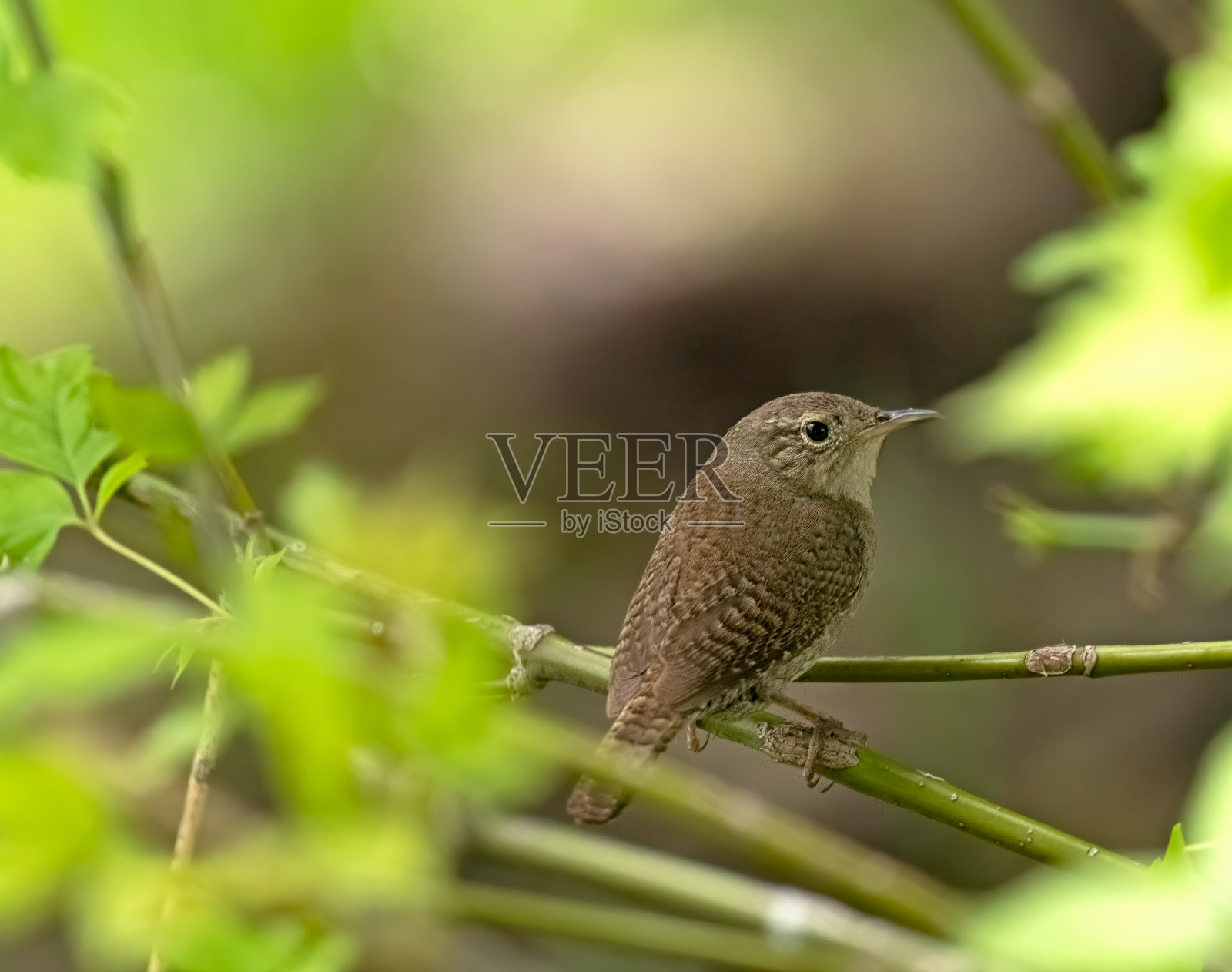 灌木丛中的鹪鹩照片摄影图片