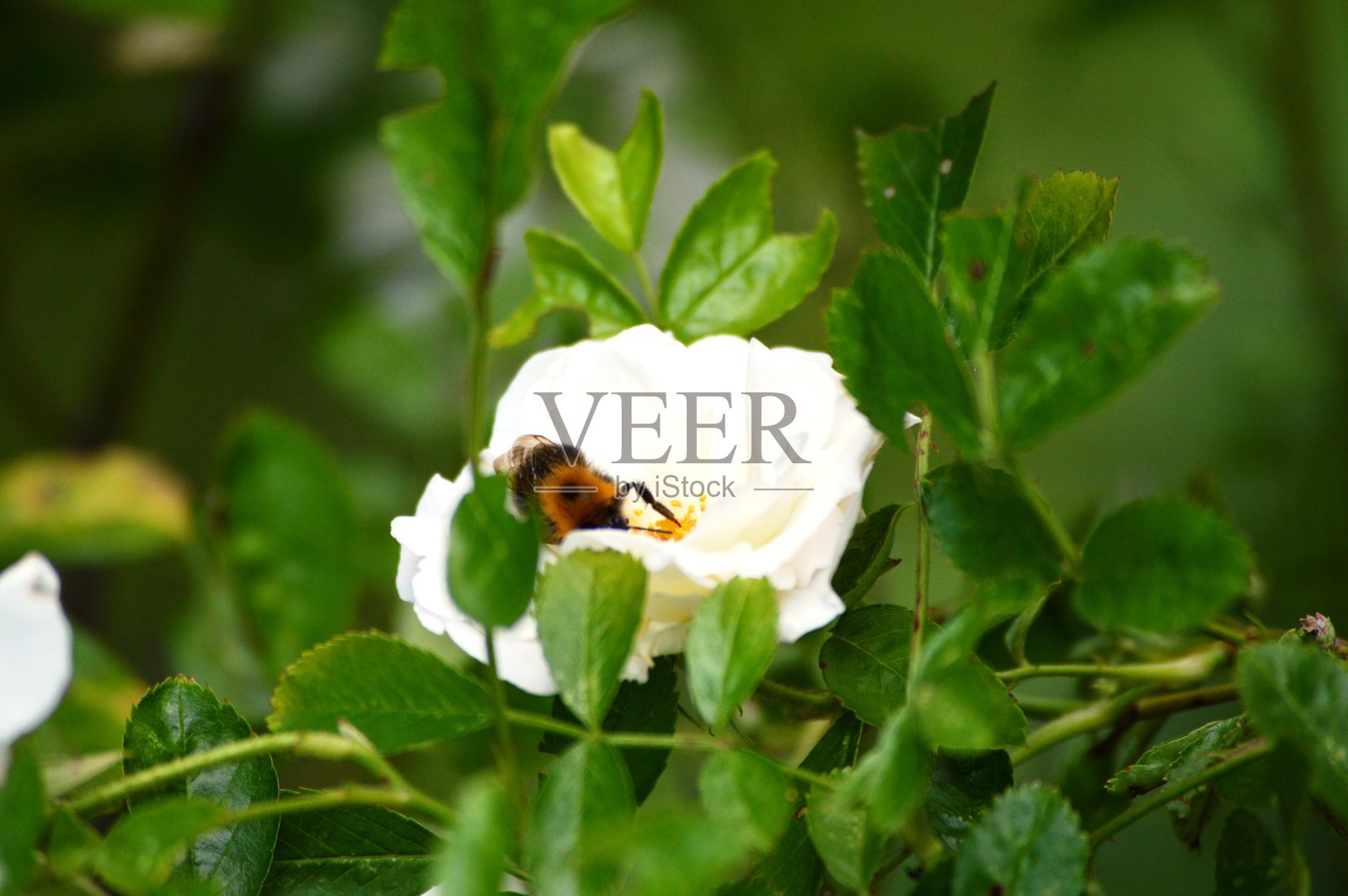 大黄蜂和白色爬山虎玫瑰照片摄影图片