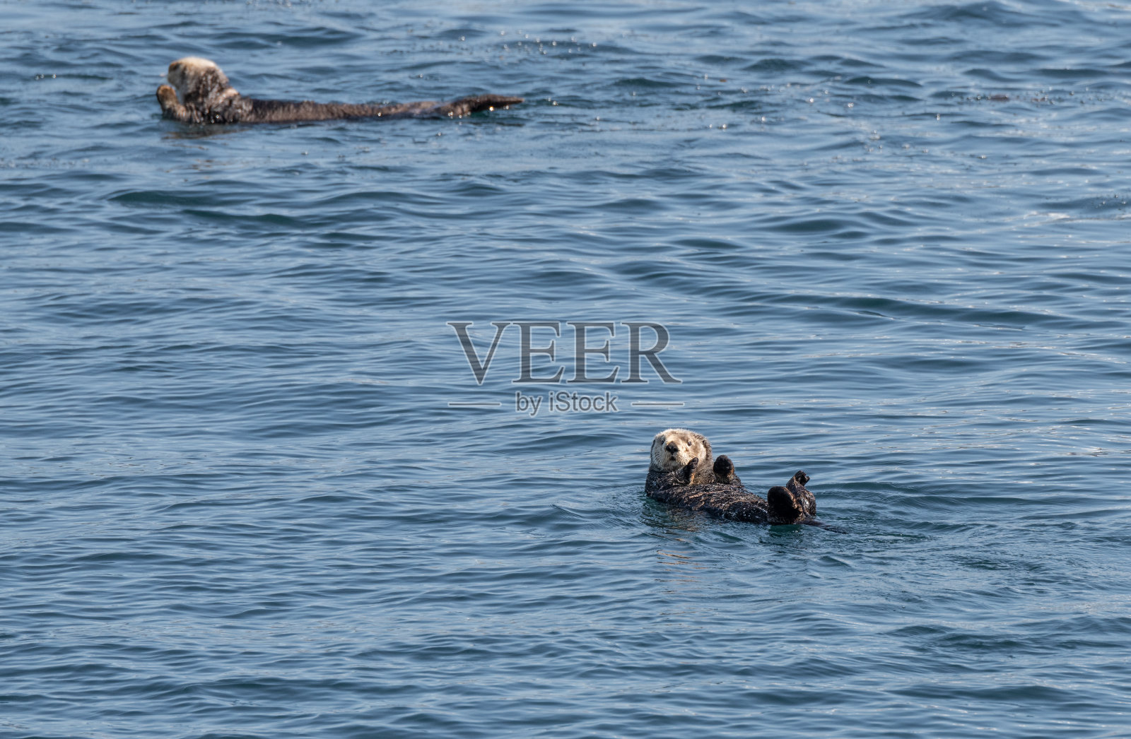 两只海獭在美国阿拉斯加威廉王子湾的海面上照片摄影图片