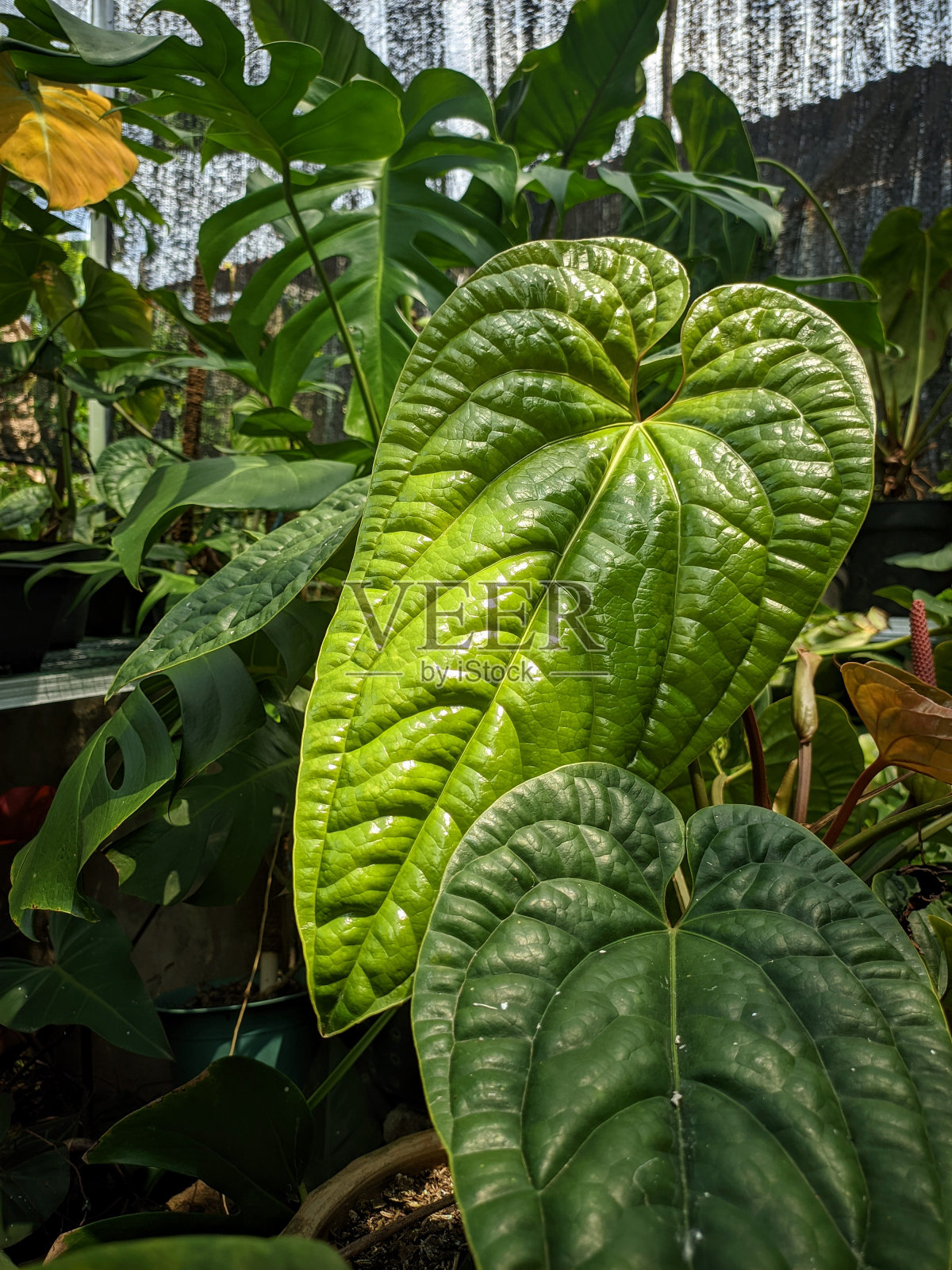 红掌属热带杂交植物照片摄影图片