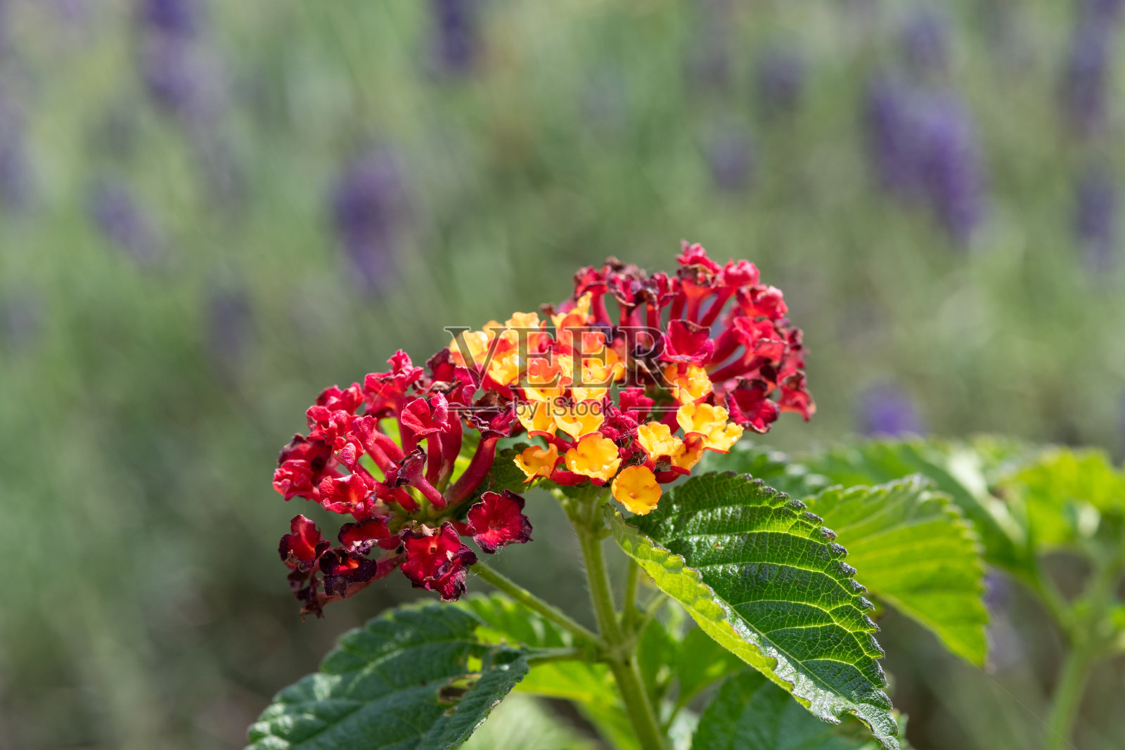 常见的灯笼花(灯笼花)照片摄影图片