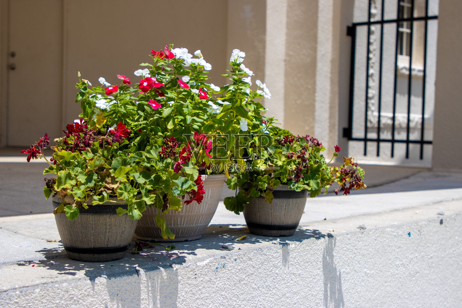 在窗台上种植花盆照片摄影图片