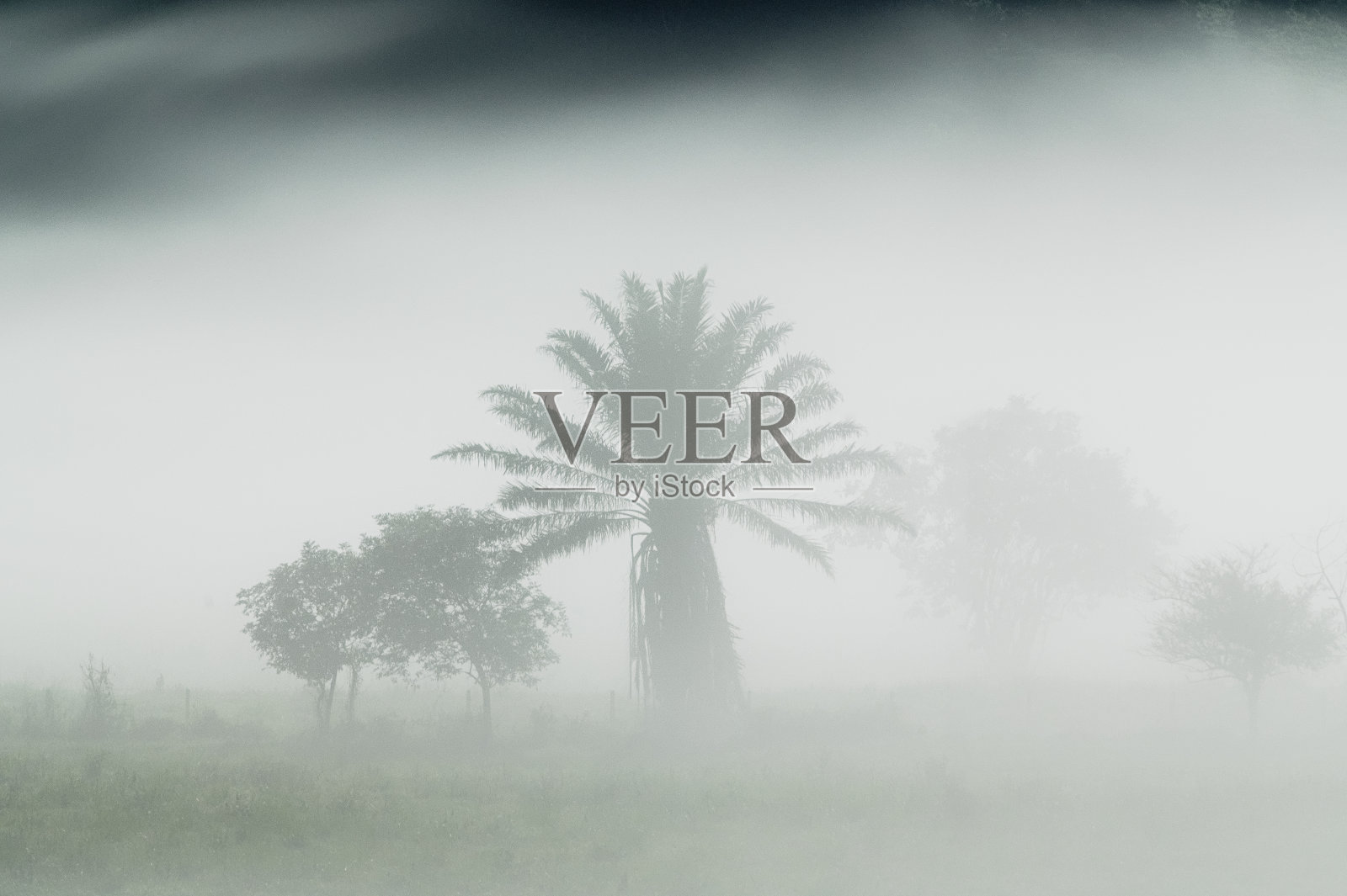 强大的雾。阴沉多雾的天气,绿草如茵的田野里有各种各样的树的剪影照片摄影图片