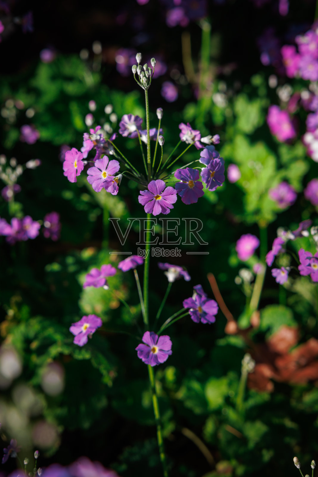 花园里紫色的花照片摄影图片