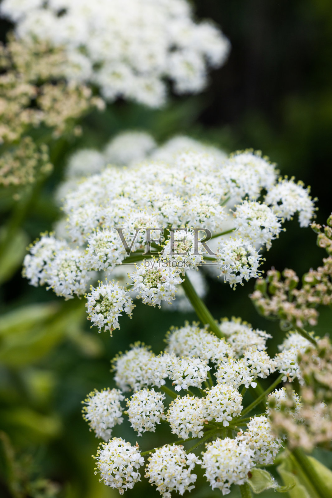 太平洋加利福尼亚牛防风草照片摄影图片