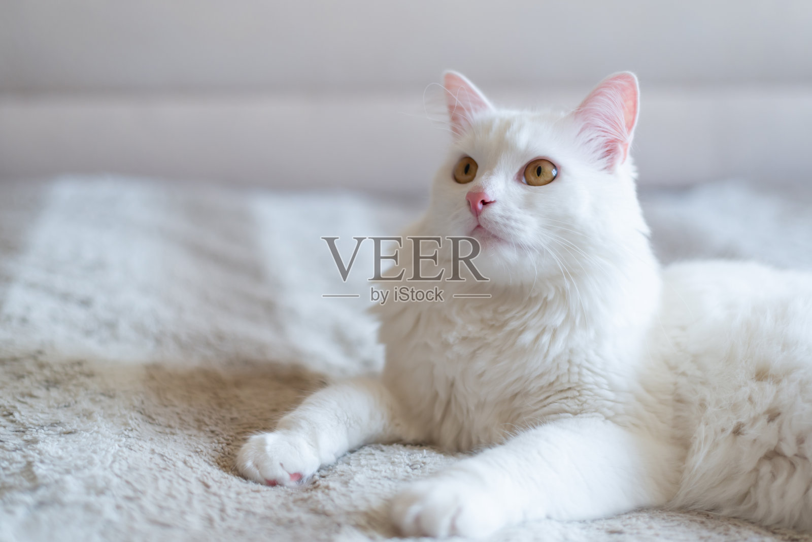 白猫看向别处,躺在一张白色的床上。睡着的毛茸茸的猫。可爱的宠物。文本的复制空间。照片摄影图片