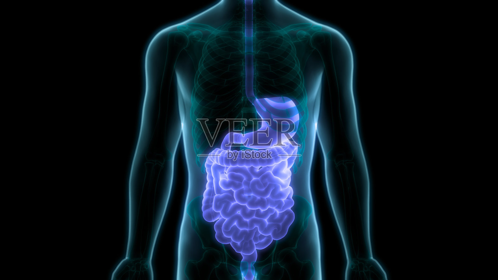 人体消化系统解剖照片摄影图片