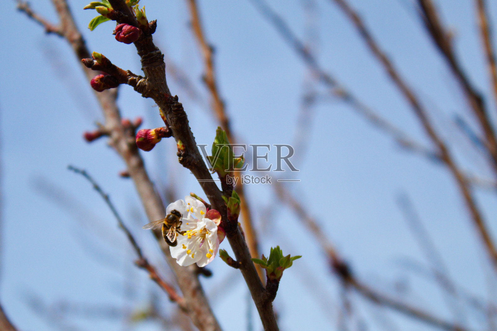 漂亮的蜜蜂栖息在花园里的杏花上照片摄影图片
