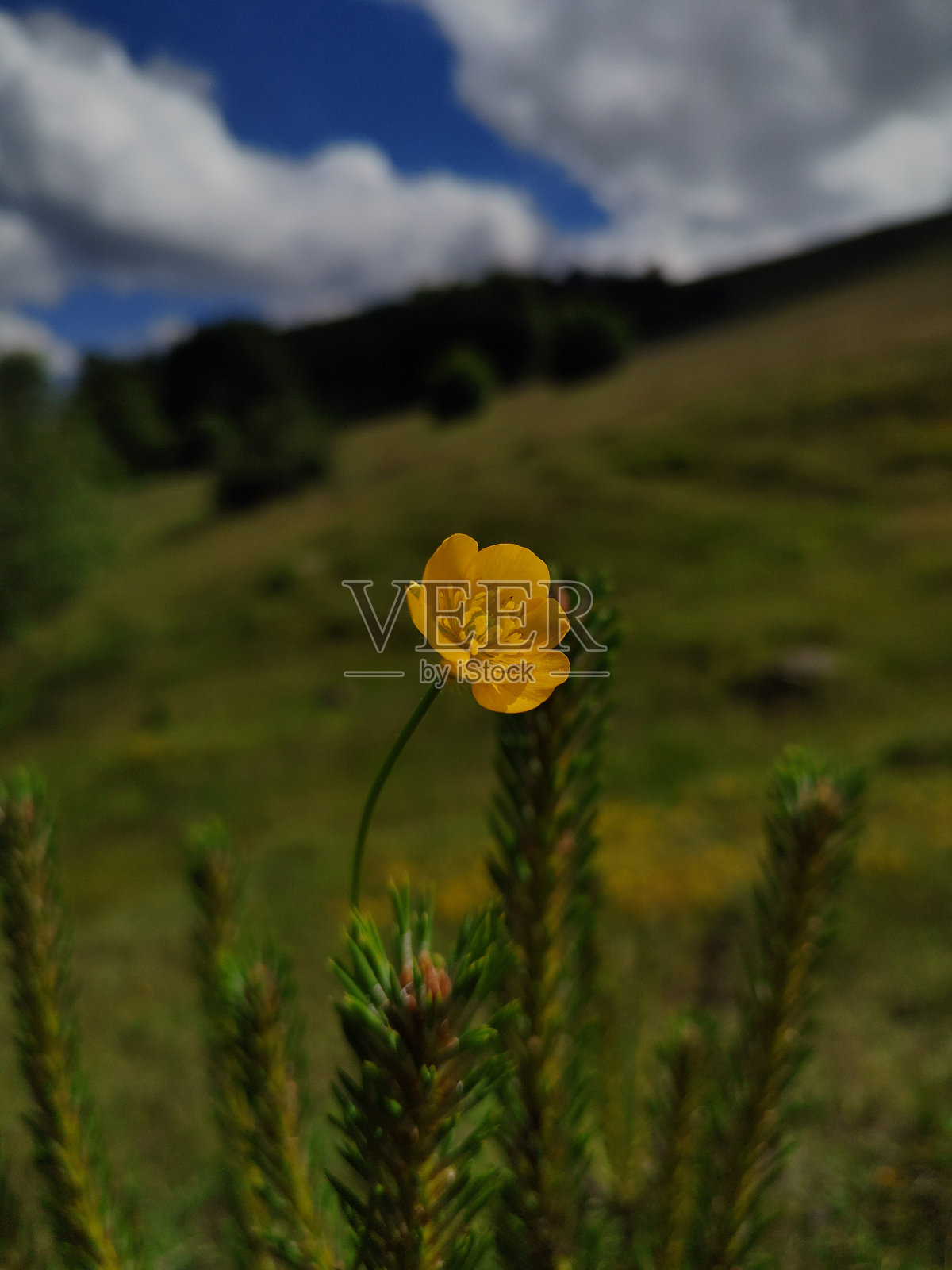 山的花照片摄影图片