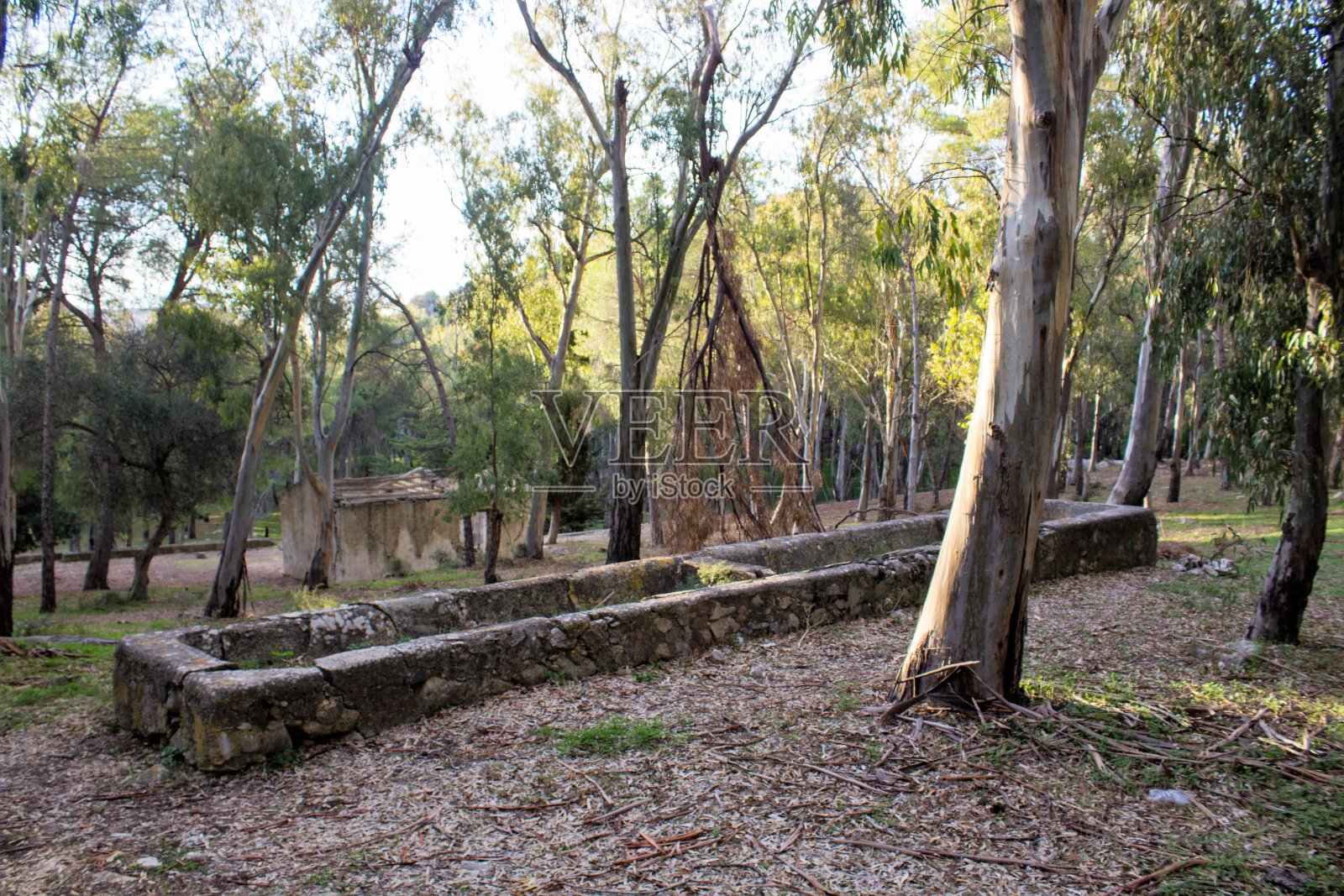 意大利南部地中海猕猴的矮灌木丛照片摄影图片
