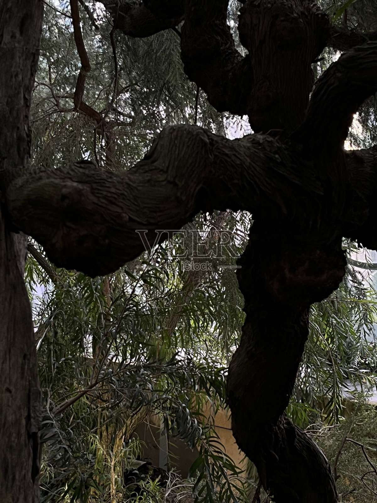 一些树照片摄影图片