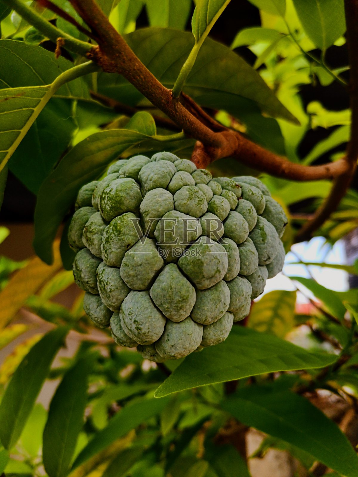 番荔枝照片摄影图片
