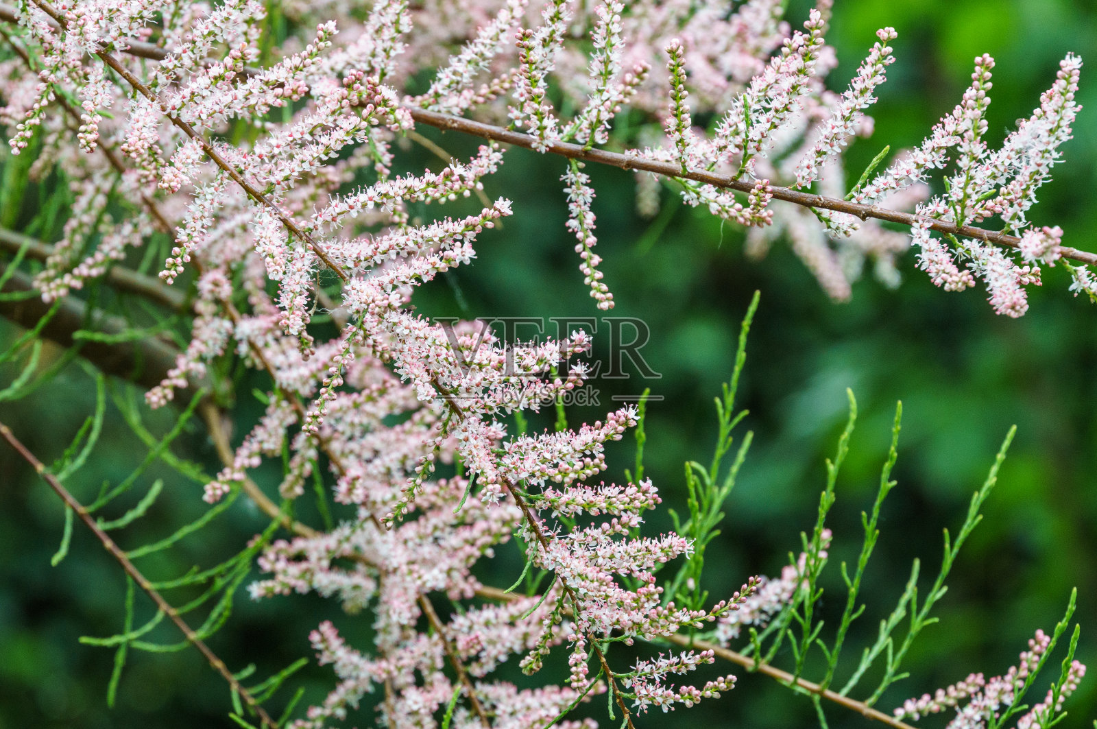 盛开的红柳粉甲或四雄蕊红柳细枝,非常细的粉红色的花对模糊的绿色。完美的温和概念的弹簧设计背景。有选择性的重点照片摄影图片