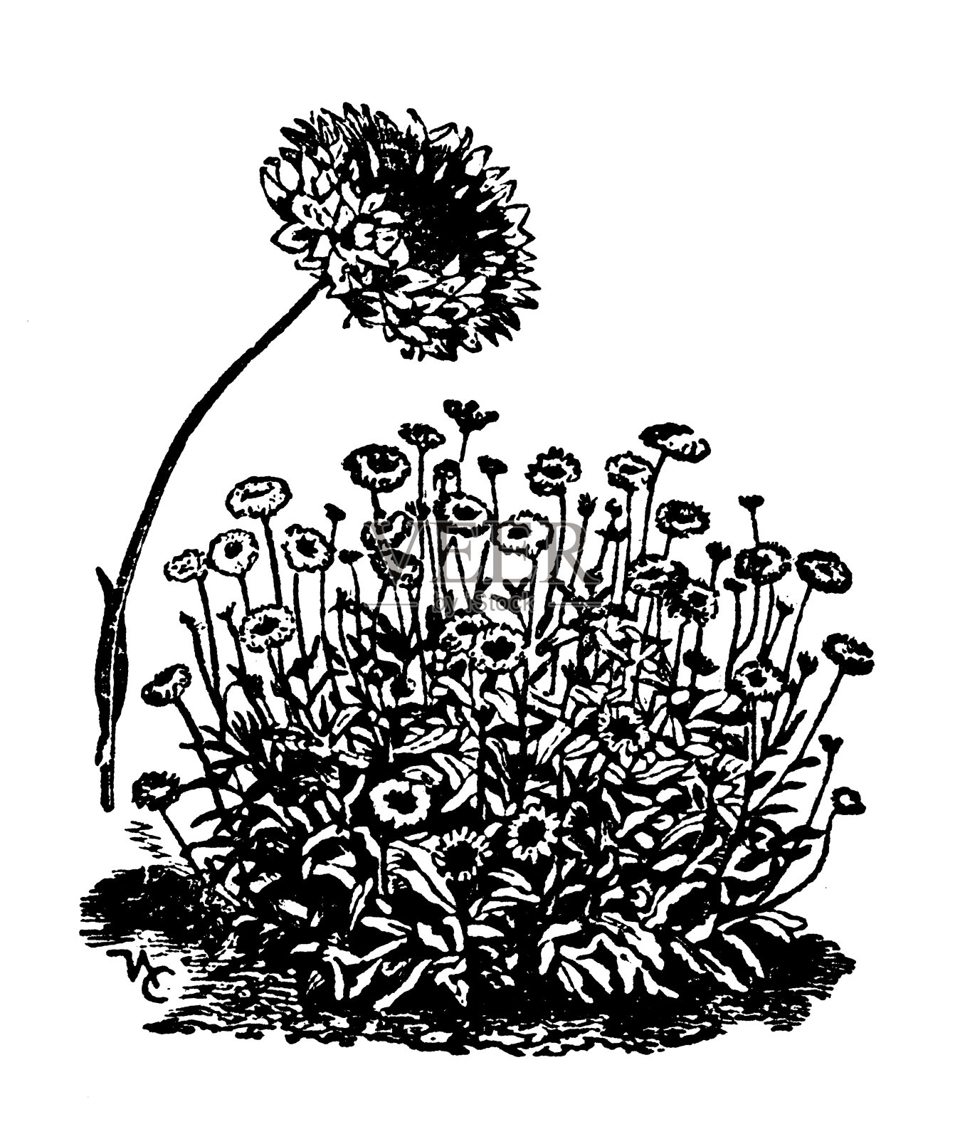 古董雕刻插图:盖拉迪亚插画图片素材