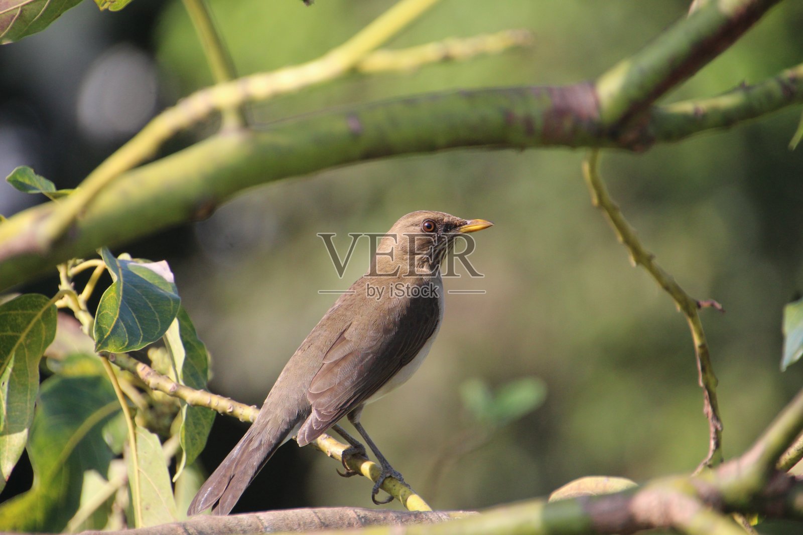 画眉鸟——画眉鸟照片摄影图片