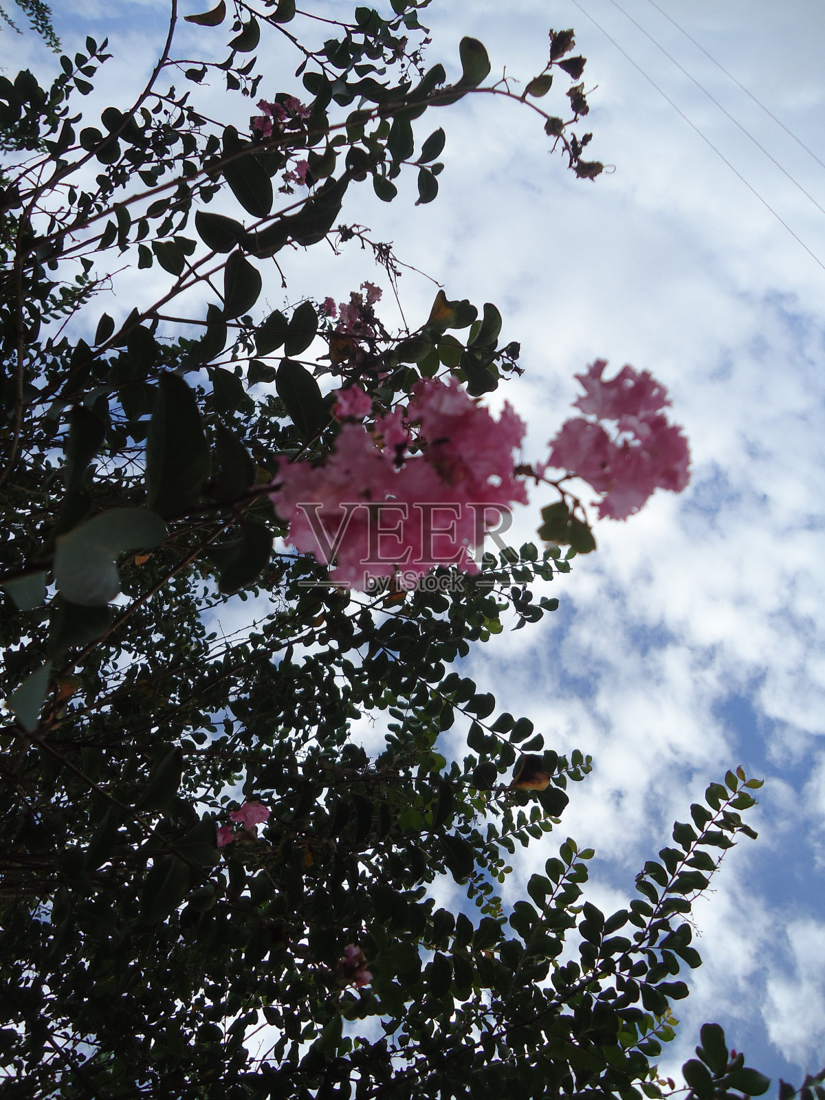 从下面看九重葛树照片摄影图片