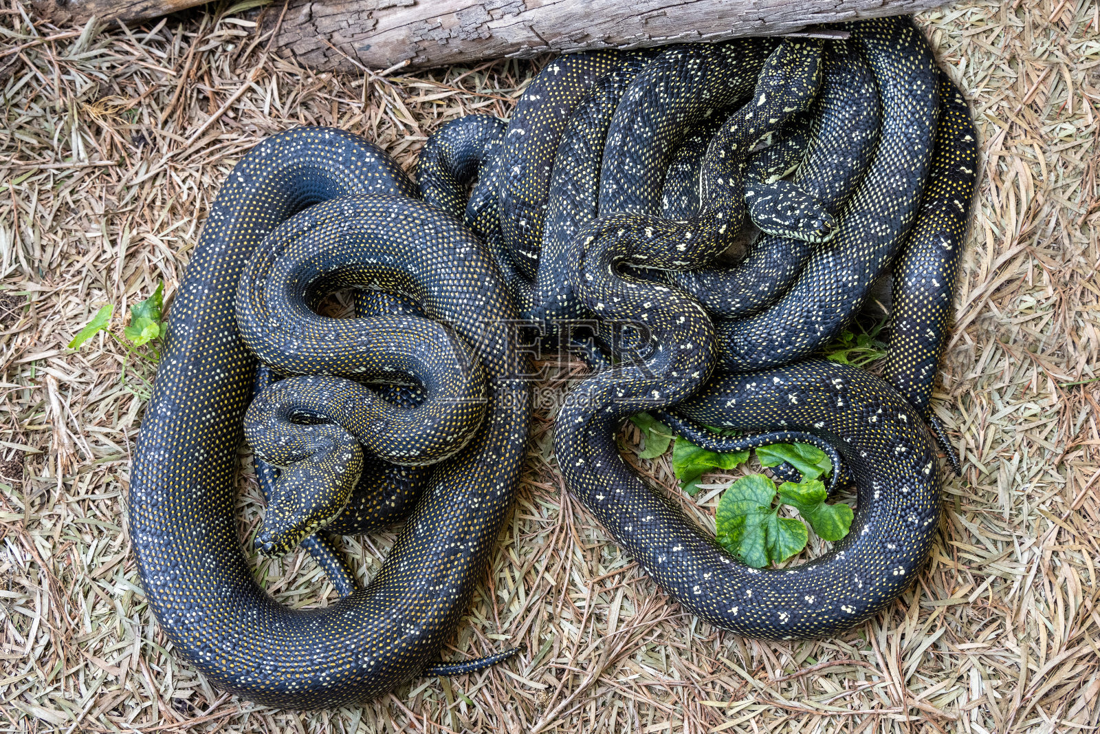 钻石Python的姥照片摄影图片