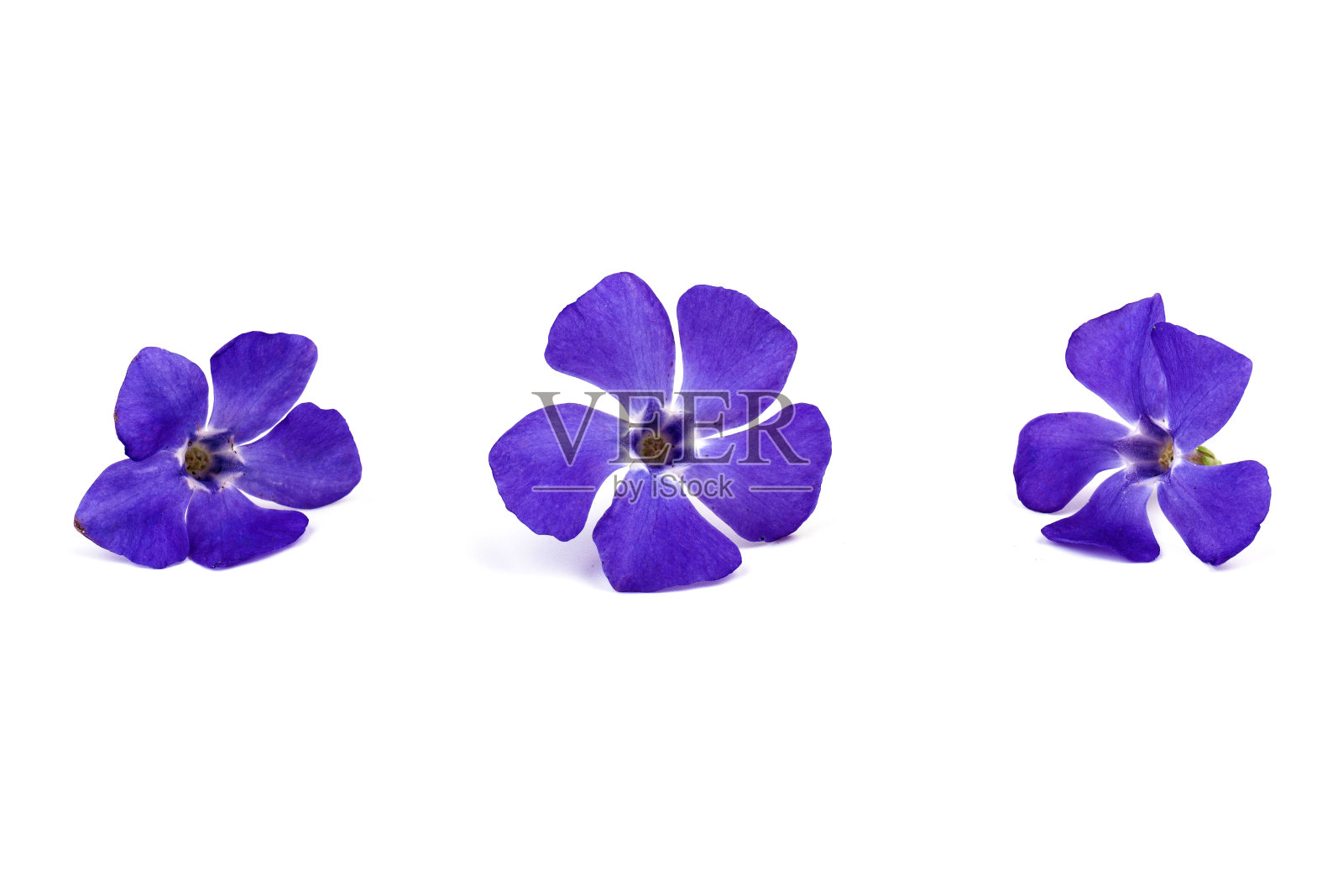 蓝色长春花孤立在白色背景。春天的花。照片摄影图片