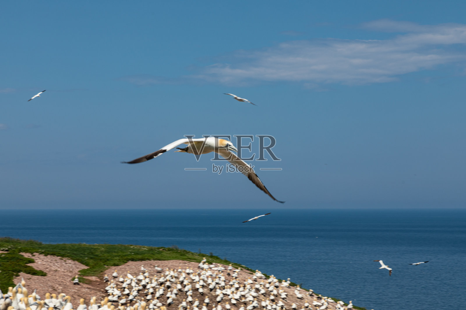 海鸟在天空中飞翔照片摄影图片