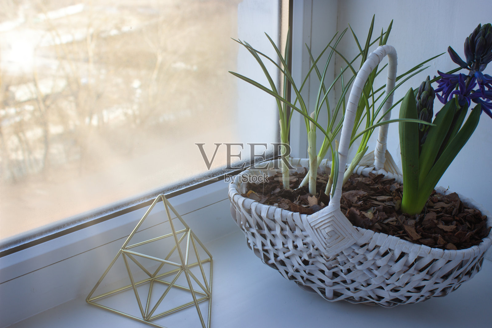 窗台上的白色篮子里放着风信子照片摄影图片
