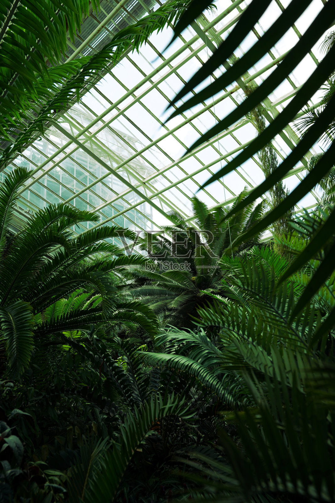 温室壁纸照片摄影图片