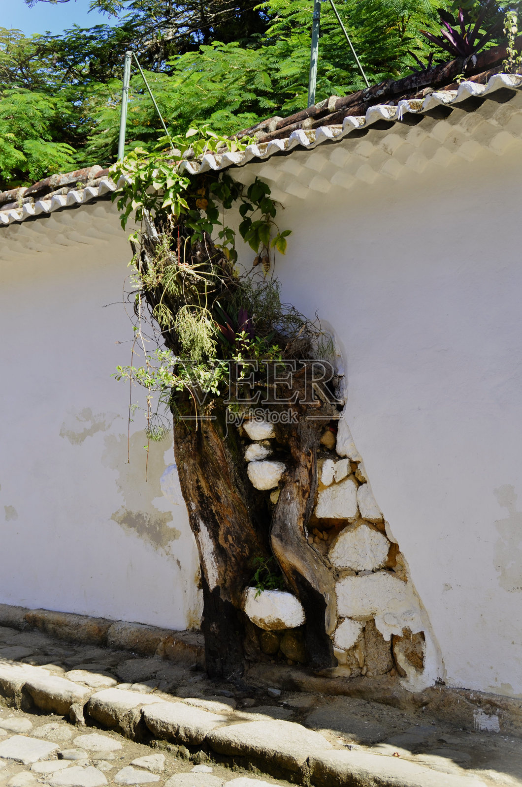 在历史悠久的帕拉蒂中心,墙之间的一棵树干照片摄影图片