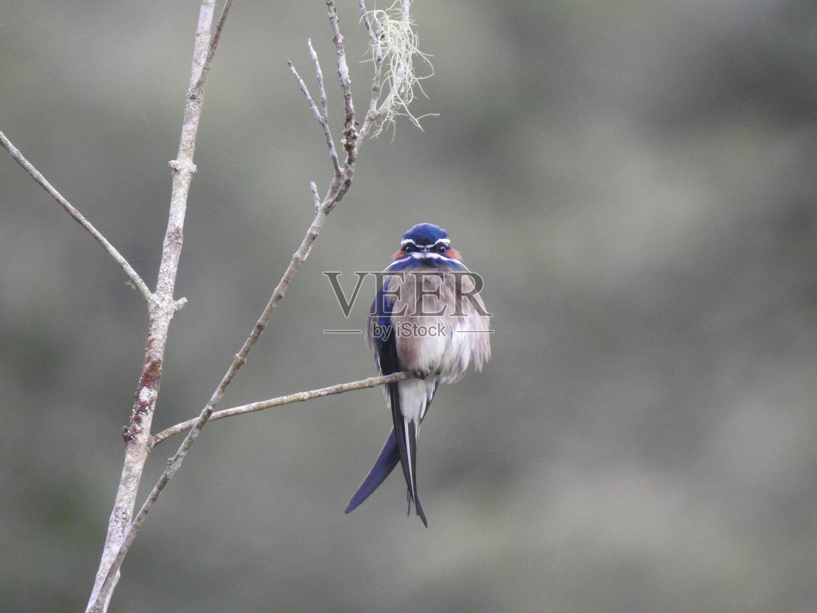 Hemiprocne comata照片摄影图片