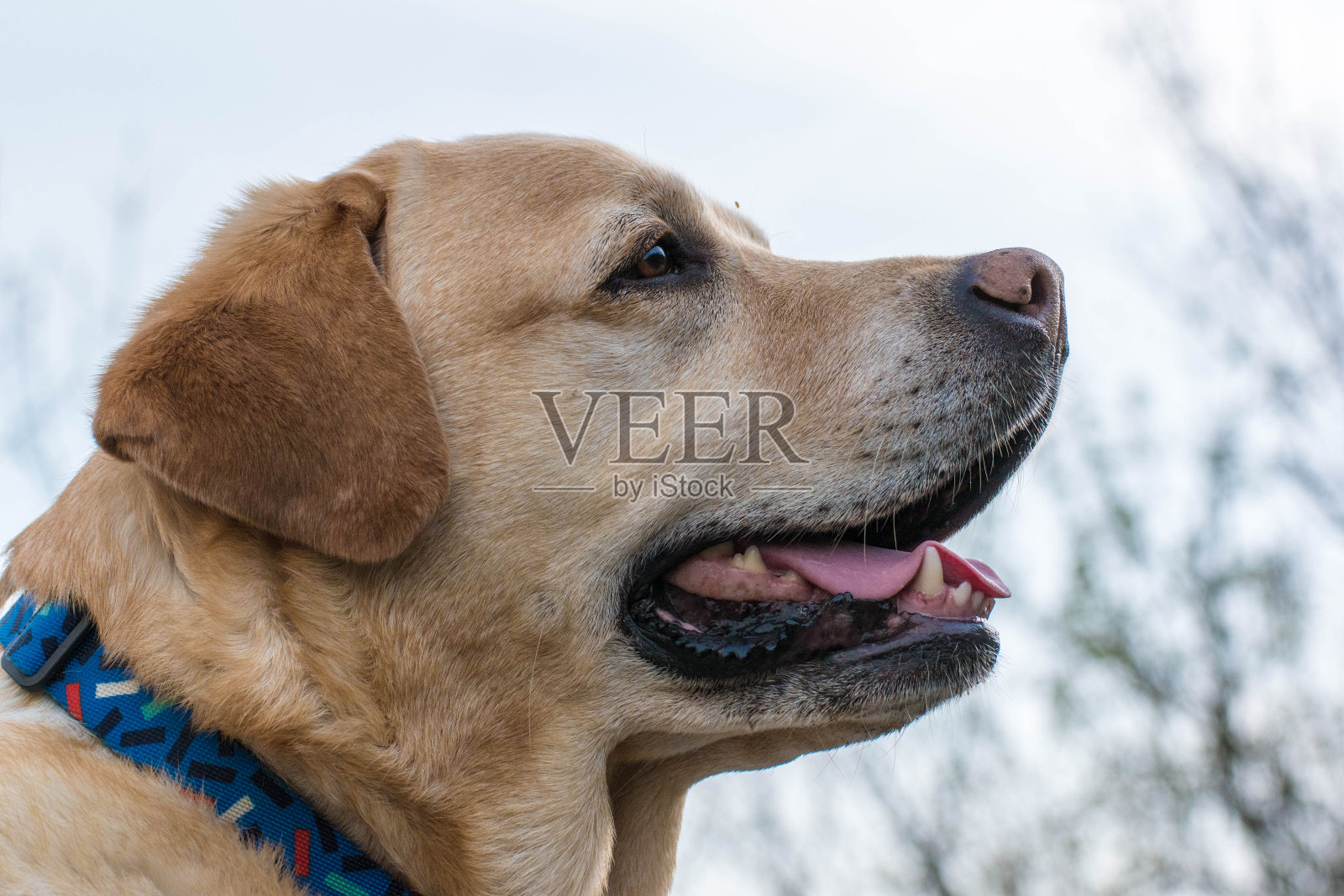 狗的肖像照片摄影图片