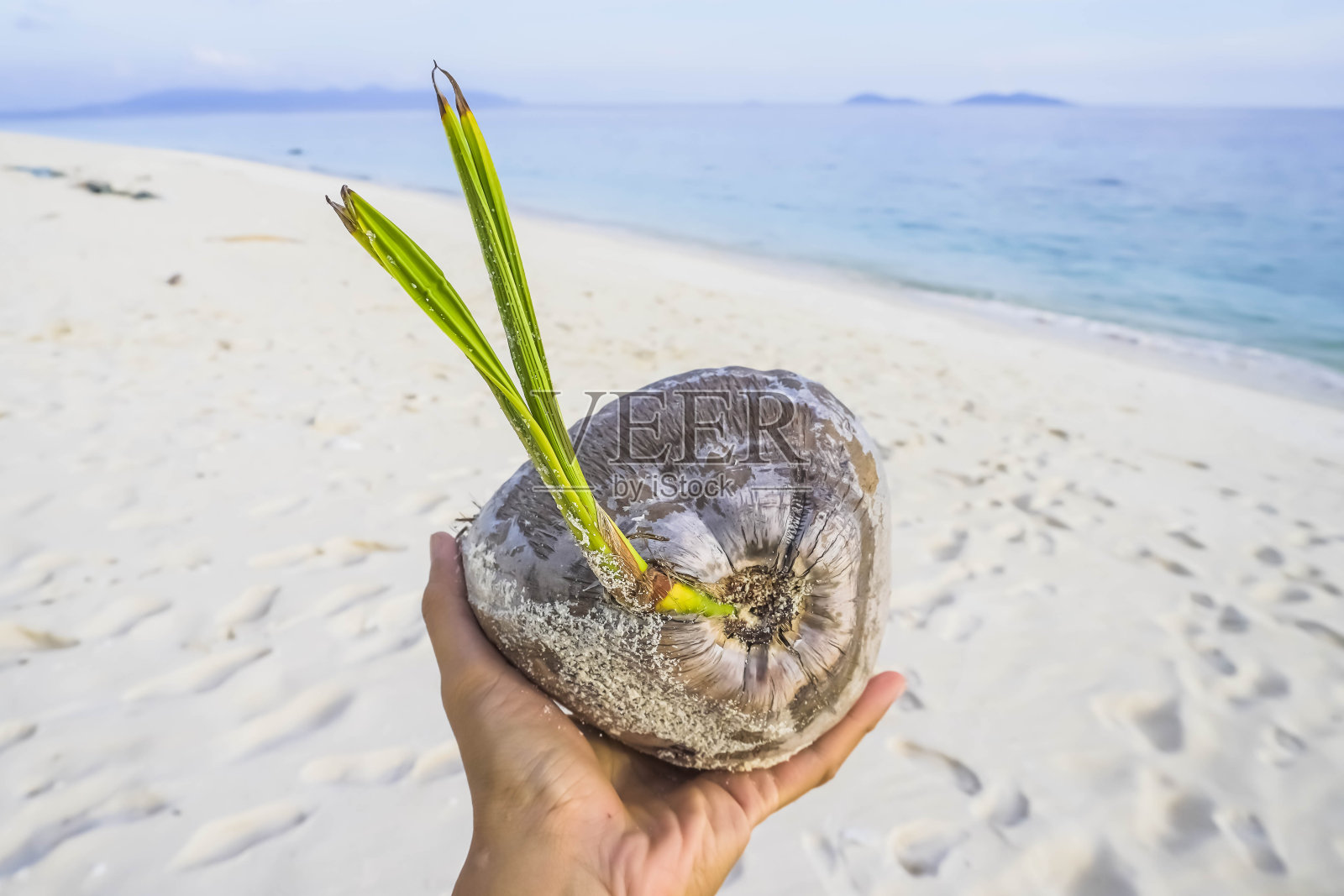 有人在沙滩上捧着发芽的椰子照片摄影图片