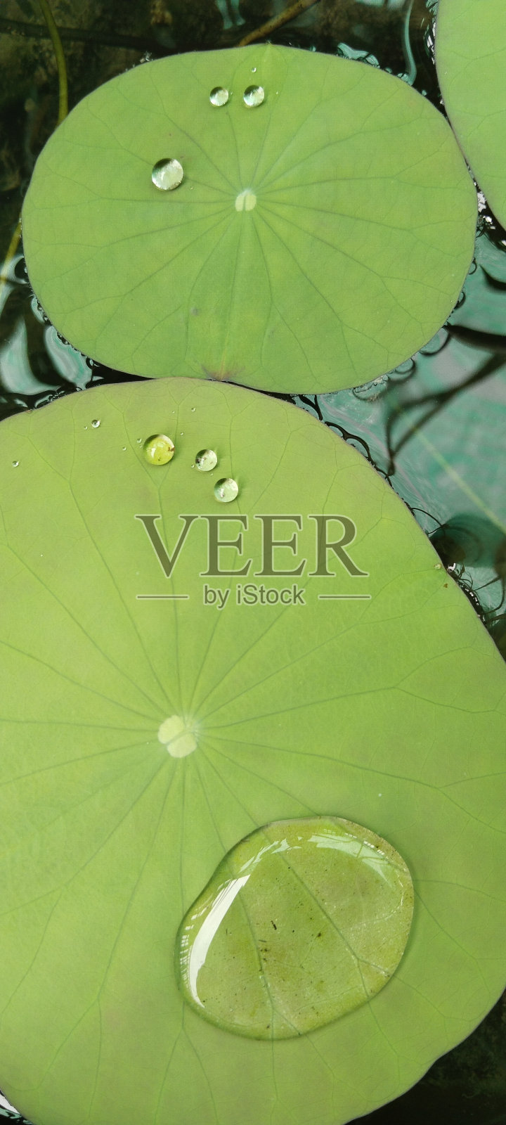 荷叶照片摄影图片