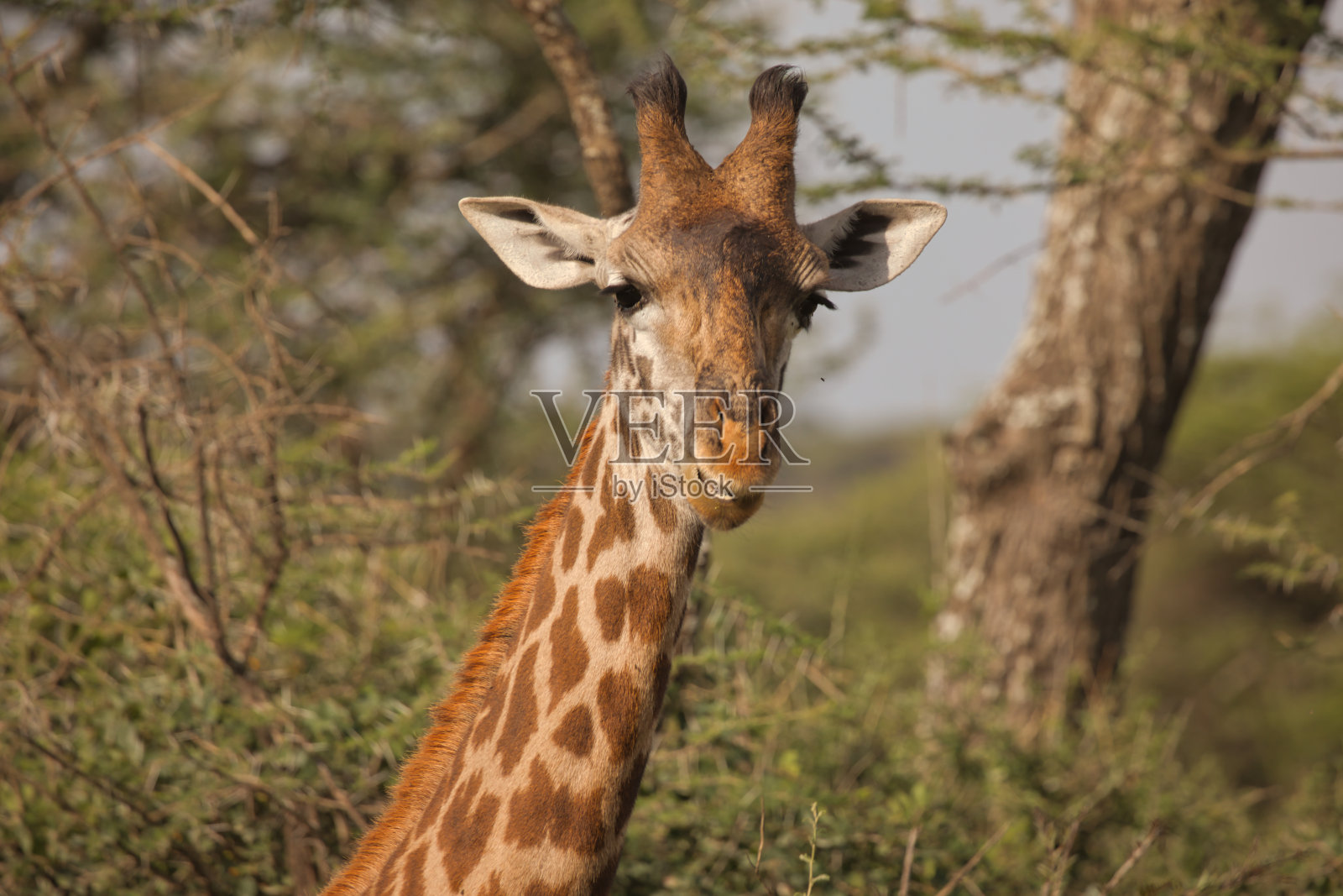 非洲野生长颈鹿照片摄影图片