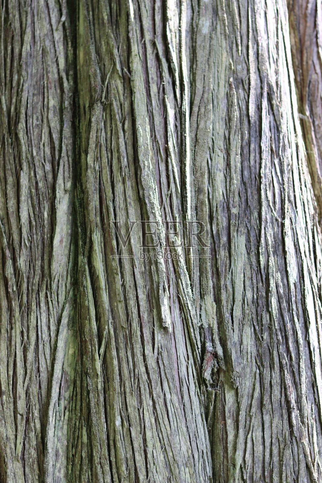 古针叶树树皮特写照片摄影图片