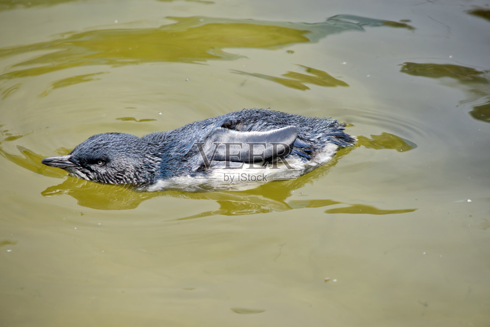仙女或蓝企鹅正在海里游泳照片摄影图片