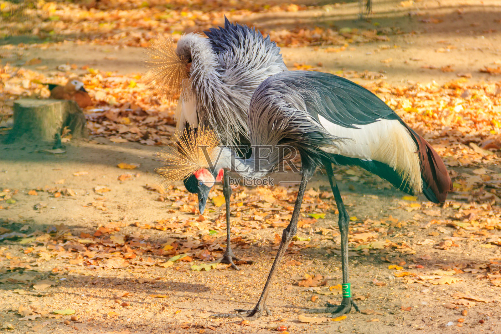 秋季一对灰冠鹤(Balearica Regulorum)照片摄影图片