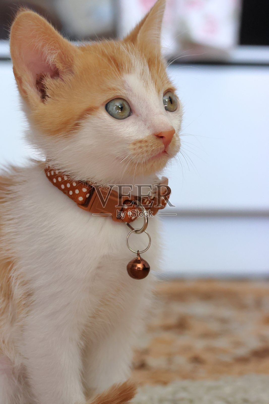 小猫咪。小猫的颜色是红白相间的。照片摄影图片