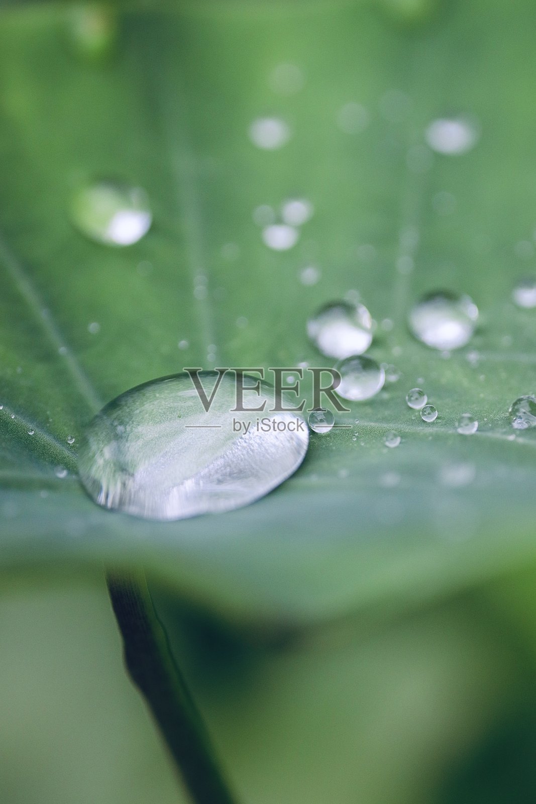 雨滴照片摄影图片
