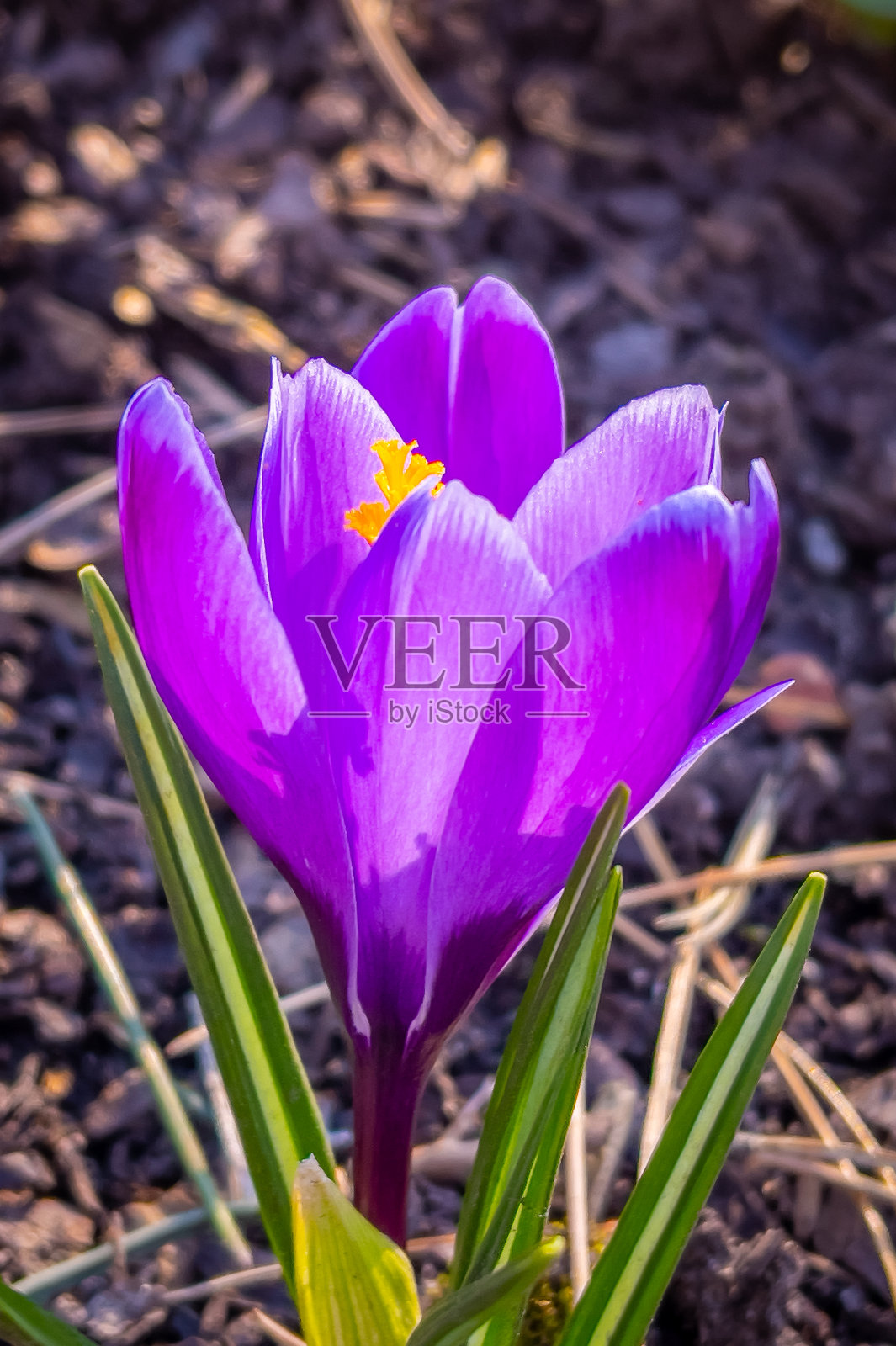 公园里的春花照片摄影图片