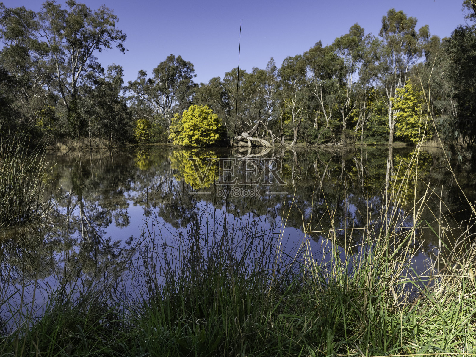 黄树和湖水的倒影照片摄影图片