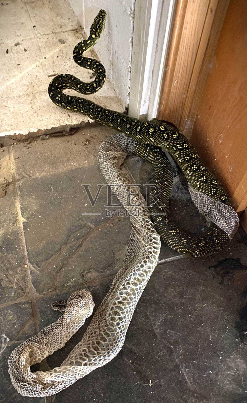 菱形蟒去皮照片摄影图片