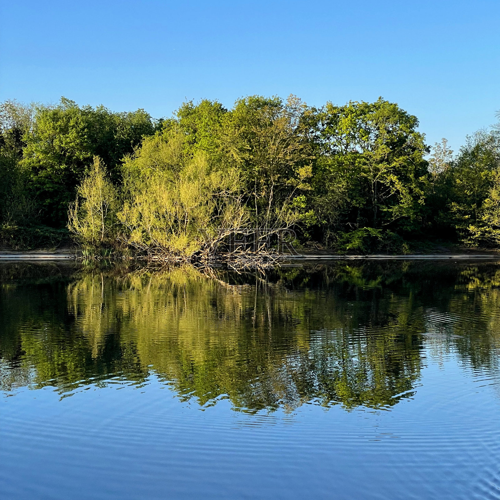 湖上的树照片摄影图片