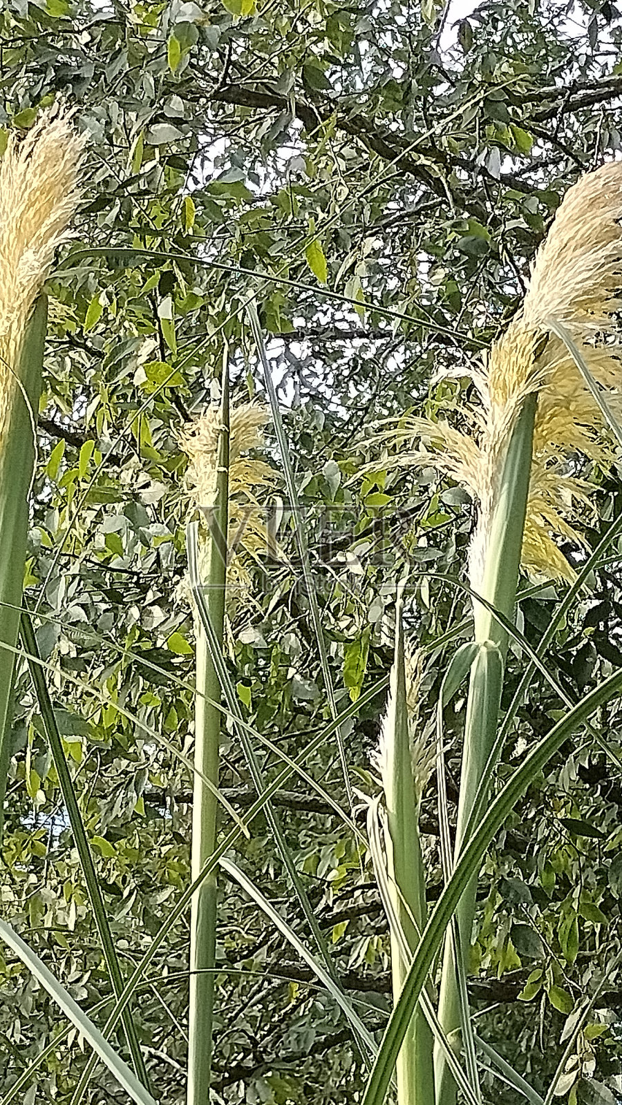 潘帕斯草原花开照片摄影图片