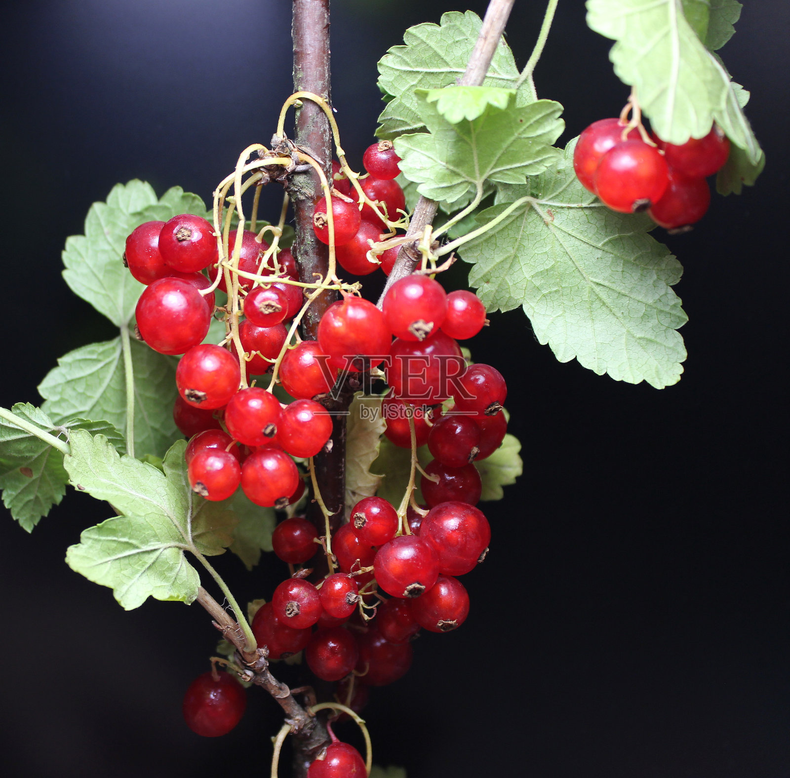 成熟的浆果红加仑在一个分支上与新鲜的叶子在一个黑色背景详细的股票照片照片摄影图片